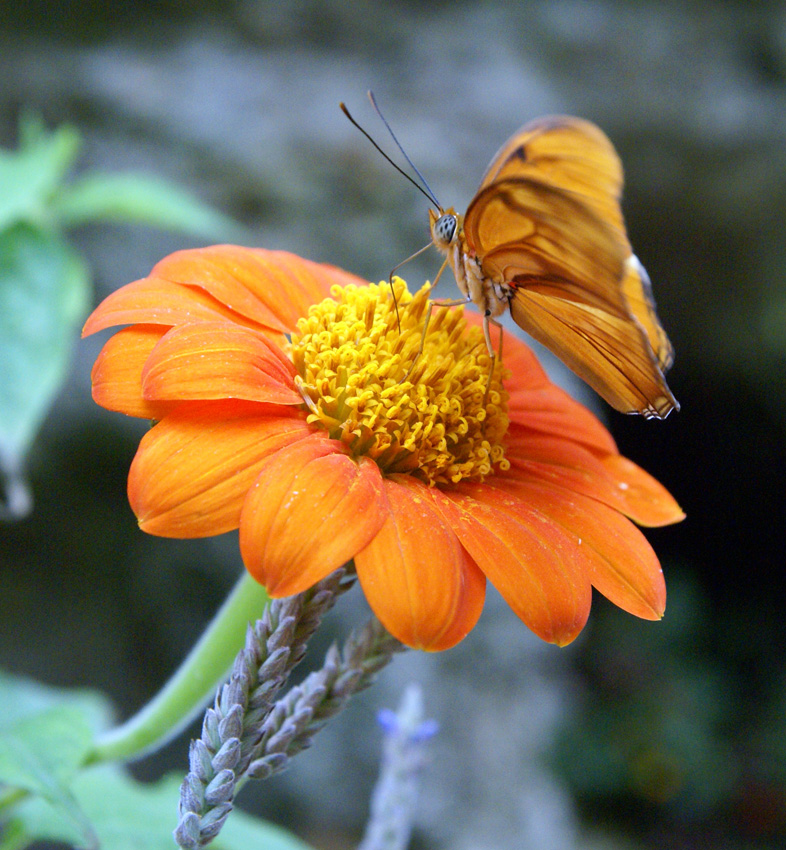 orange-flower